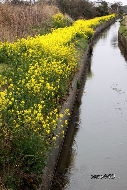 菜の花（御前崎　浜岡砂丘）_e0185525_1953872.jpg