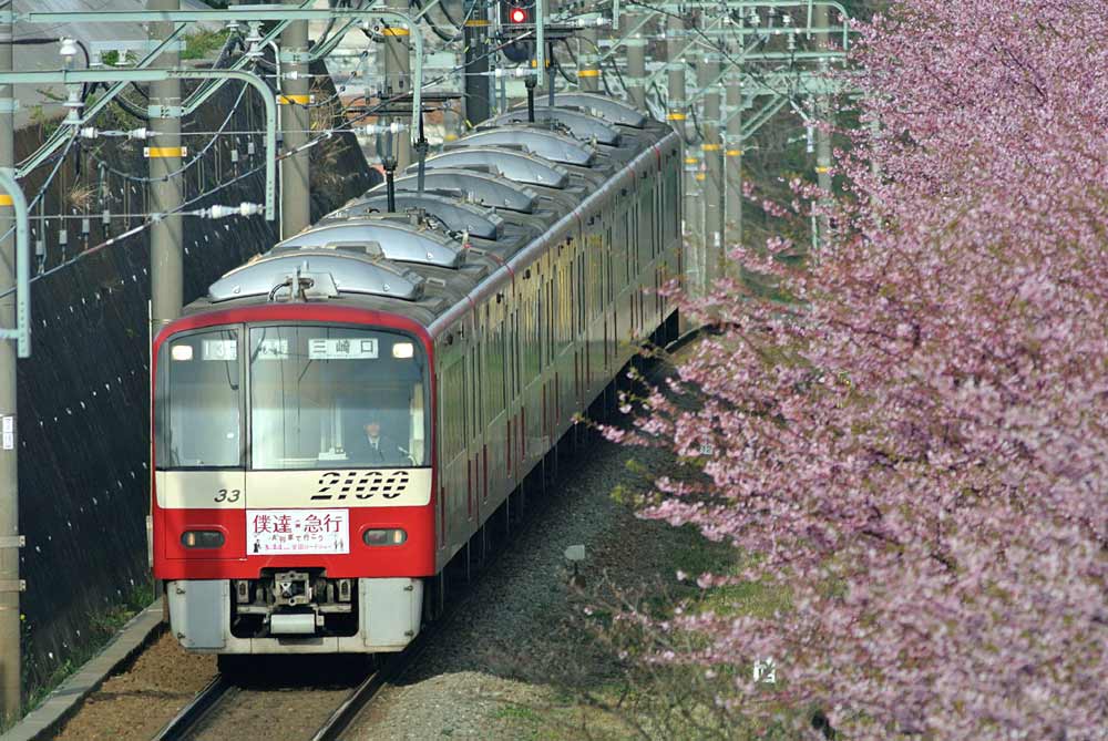 河津桜＆京急電車_e0108233_7594632.jpg