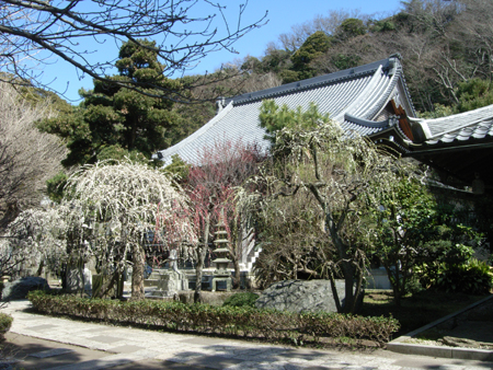 常立寺の梅_c0126647_16483269.jpg