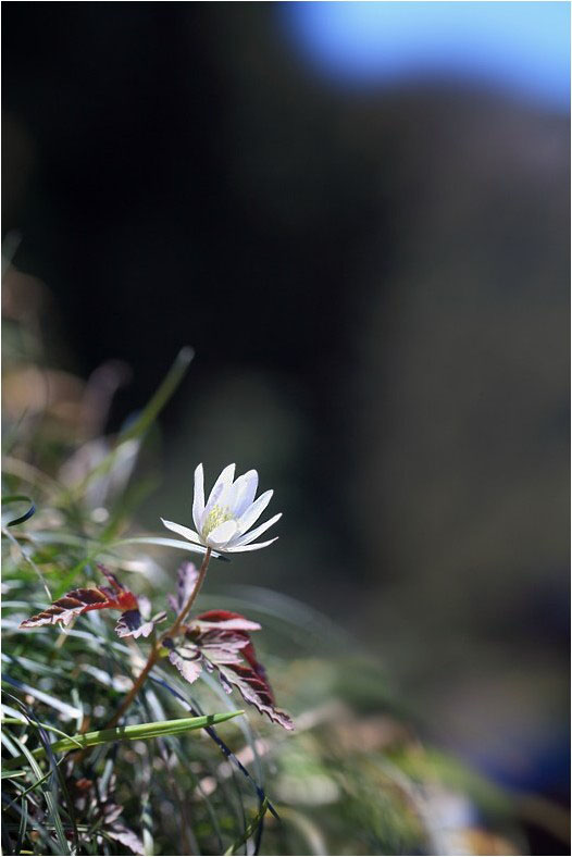 アズマイチゲ と キクザキイチゲ 野草風薫