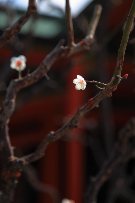 多治速比売神社〜荒山公園 梅_a0176855_22452474.jpg