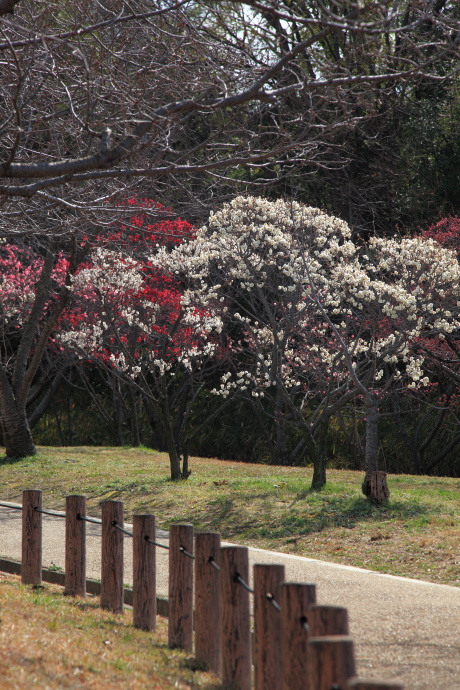 多治速比売神社〜荒山公園 梅_a0176855_2254546.jpg