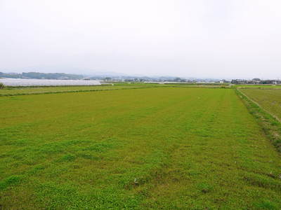 砂田米 れんげ米の田んぼは今・・・_a0254656_10152241.jpg