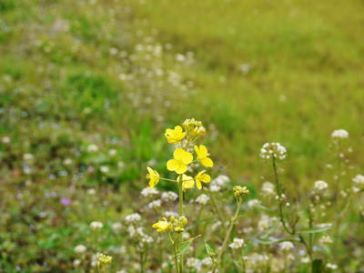 砂田米 れんげ米の田んぼは今・・・_a0254656_10461281.jpg