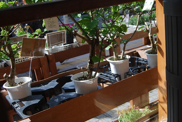 大手毬入荷!!_a0201358_1435372.jpg