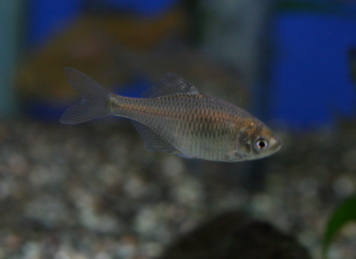 a0162263_20113385.jpg