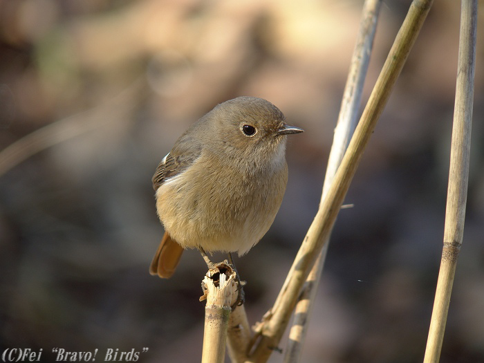 ジョウビタキ　　Daurian Redstart/ Phoenicurus auroreus_b0069564_812044.jpg