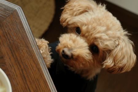 c0196673_1556369.gif