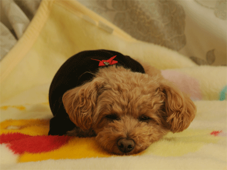 c0196673_167751.gif