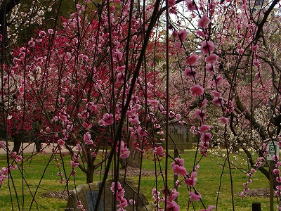 3月21日　【しなみ桜　咲きました】_a0185880_14175925.jpg