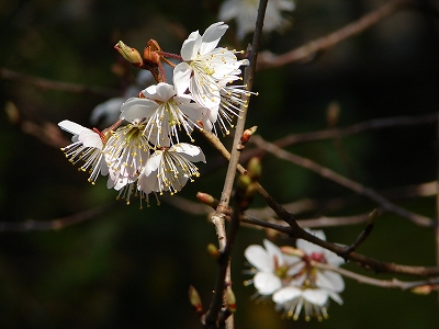 3月21日　【しなみ桜　咲きました】_a0185880_149487.jpg