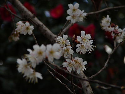 3月21日　【しなみ桜　咲きました】_a0185880_15144935.jpg
