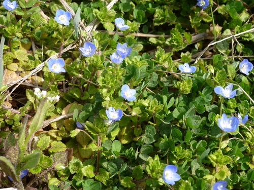 手織袋帯　華燭　　　<川島織物の帯＞_d0159384_23404366.jpg