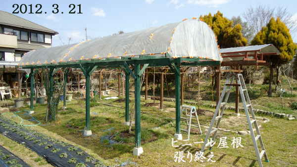3年目ぶどう棚 アーチ屋根にビニール雨避け張り終える 趣味の 果樹 今年も ぶどう と 新たに 桜桃 に注力 3年目ぶどう棚 アーチ屋根にビニール雨避け張り終える 趣味の 果樹 今年も ぶどう と 新たに 桜桃 に注力