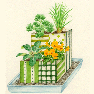 ガーデニングのイラスト 寄せ植え６種 イラストレーター 川副美紀 Miki Kawazoe Illustrations Watercolor Colored Pencil