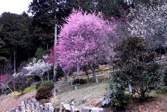 石山寺　寒ざくら_e0048413_2140451.jpg