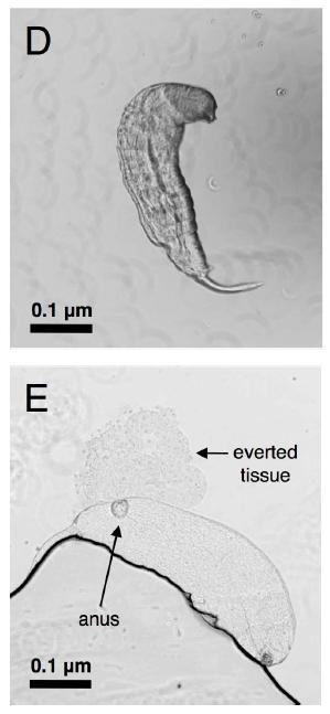 アルコール摂取によるショウジョウバエの寄生虫退治_c0025115_19561662.jpg