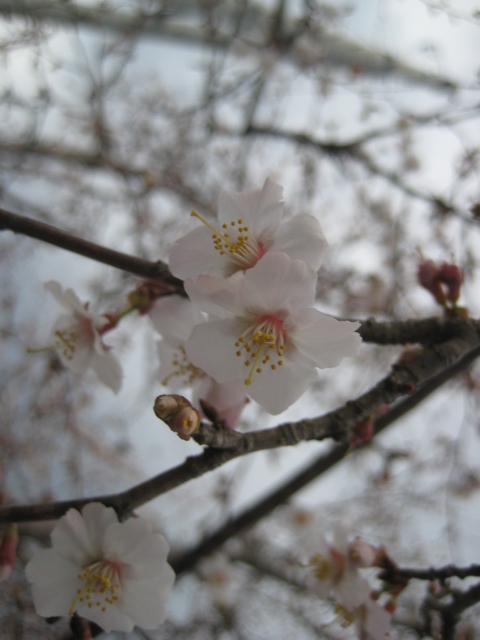 さくら_b0093221_2249717.jpg