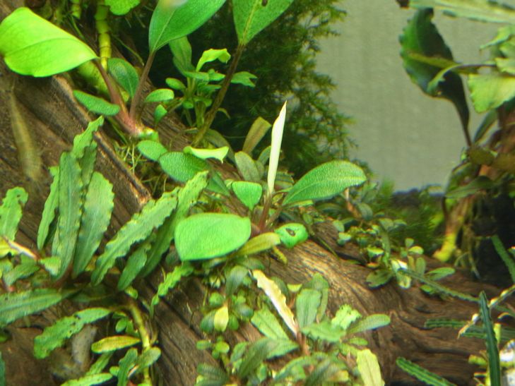 Bucephalandra cf. motoleyana \"Bengoh\"_d0209934_153196.jpg