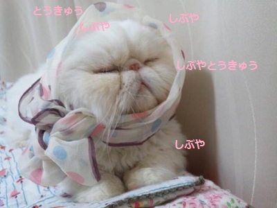 久々のチロル占い_d0152937_22171213.jpg