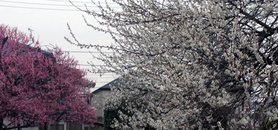 d0124643_18492065.jpg