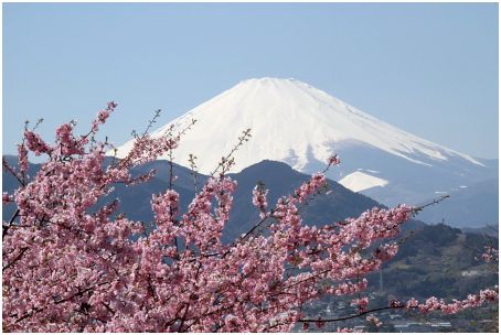 河津桜_c0236046_15272767.jpg