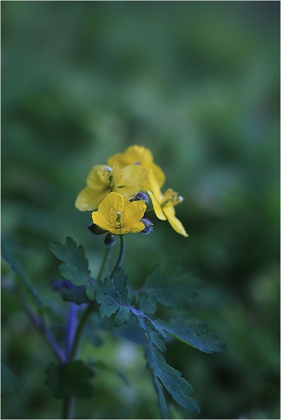 咲き始めた身近な野草達_e0091347_7121969.jpg