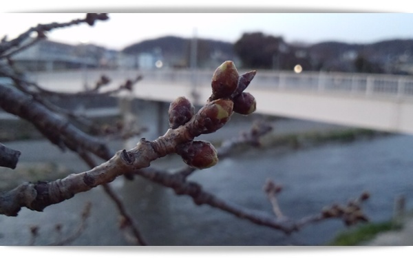 来週こそ?_c0049950_09365.jpg