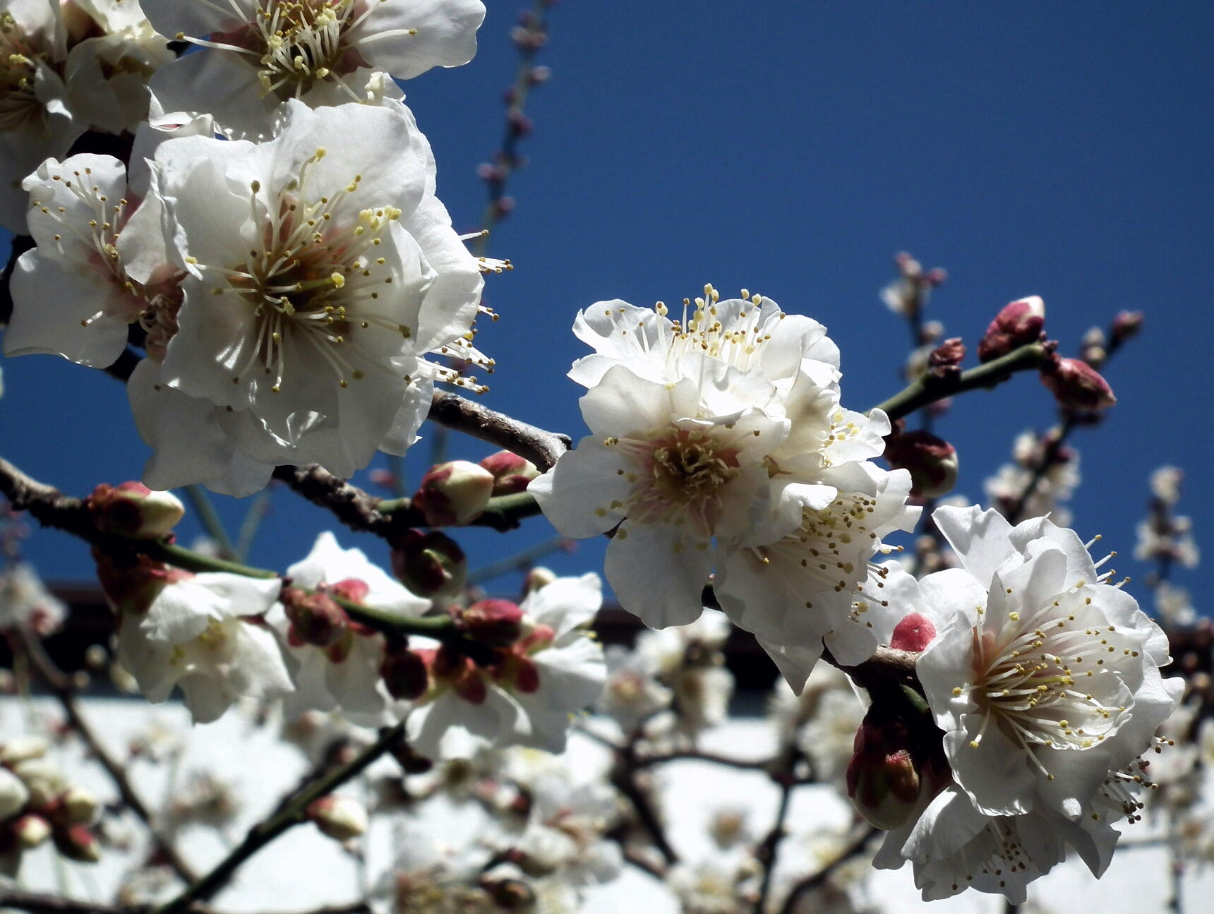 匂桜とも呼ばれる花…梅_e0064158_0354237.jpg