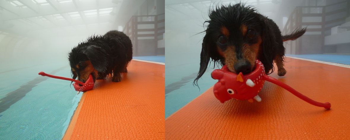 2012　ＳＡＳＵＫＥ‘ｓ　birthday　Ｗｏｏｆの巻　Ｐｏｏｌ_c0134862_15155459.jpg