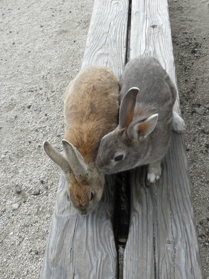 うさぎの島＜第２部＞_c0097371_21202322.jpg