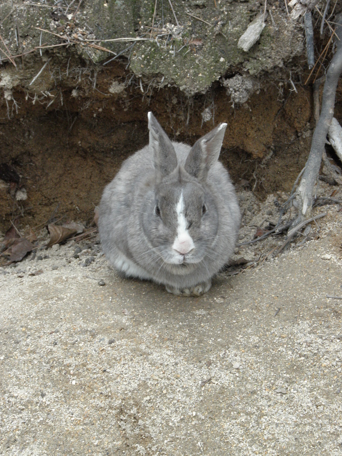 うさぎの島＜第４部＞_c0097371_22195029.jpg