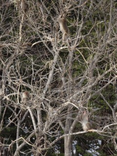 1847  日本の野生動物_d0134473_16354591.jpg