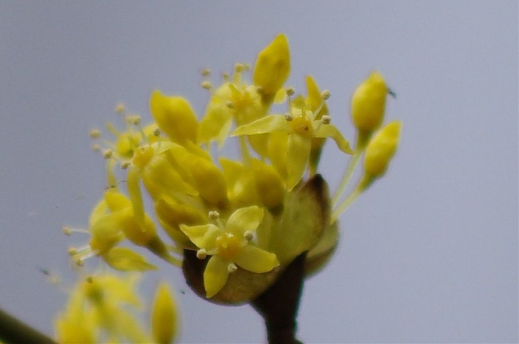 雑草・野草の春が来るぅ～_a0150374_1753299.jpg