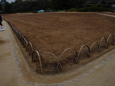 3月22日　【芝の新芽】_a0185880_17111966.jpg