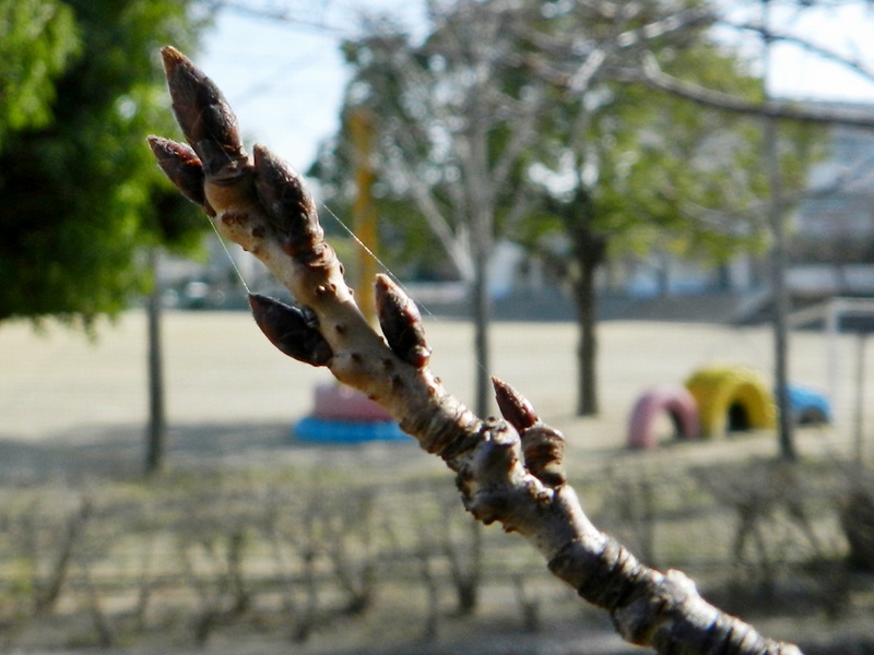 c0212783_420389.jpg