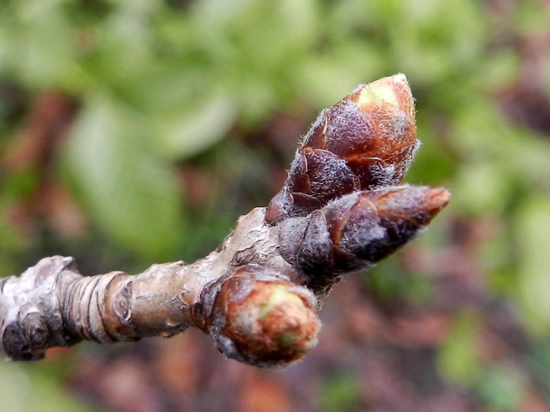 c0212783_44769.jpg