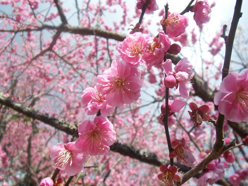梅は咲いたか?桜はまだかいな、待っててね!_c0180686_2473223.jpg