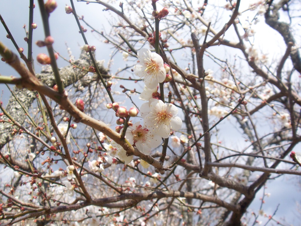 梅は咲いたか?桜はまだかいな、待っててね!_c0180686_2474333.jpg