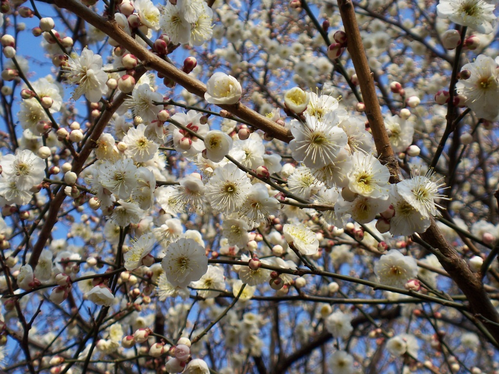 梅は咲いたか?桜はまだかいな、待っててね!_c0180686_2492486.jpg