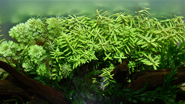 侘び草 3度目のトリミングから5週間が経過 水草水槽 と 写真 と 音楽