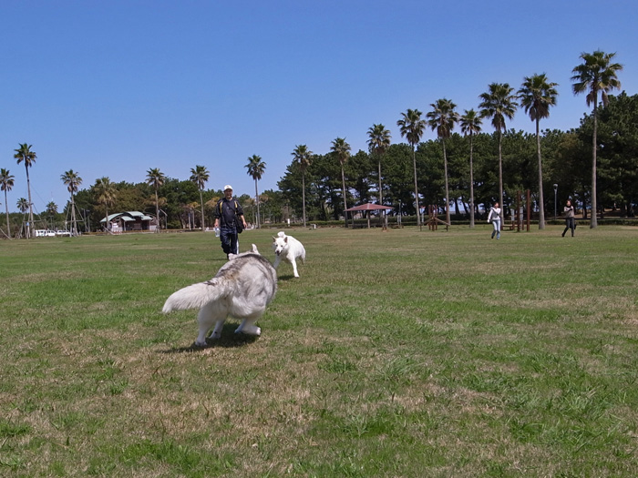 ラ、ランがラン♪ by CX5 & GRD3_c0049299_23154815.jpg