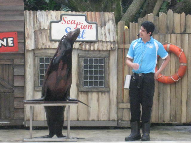 アシカのショー@シンガポール動物園_c0212604_19594474.jpg