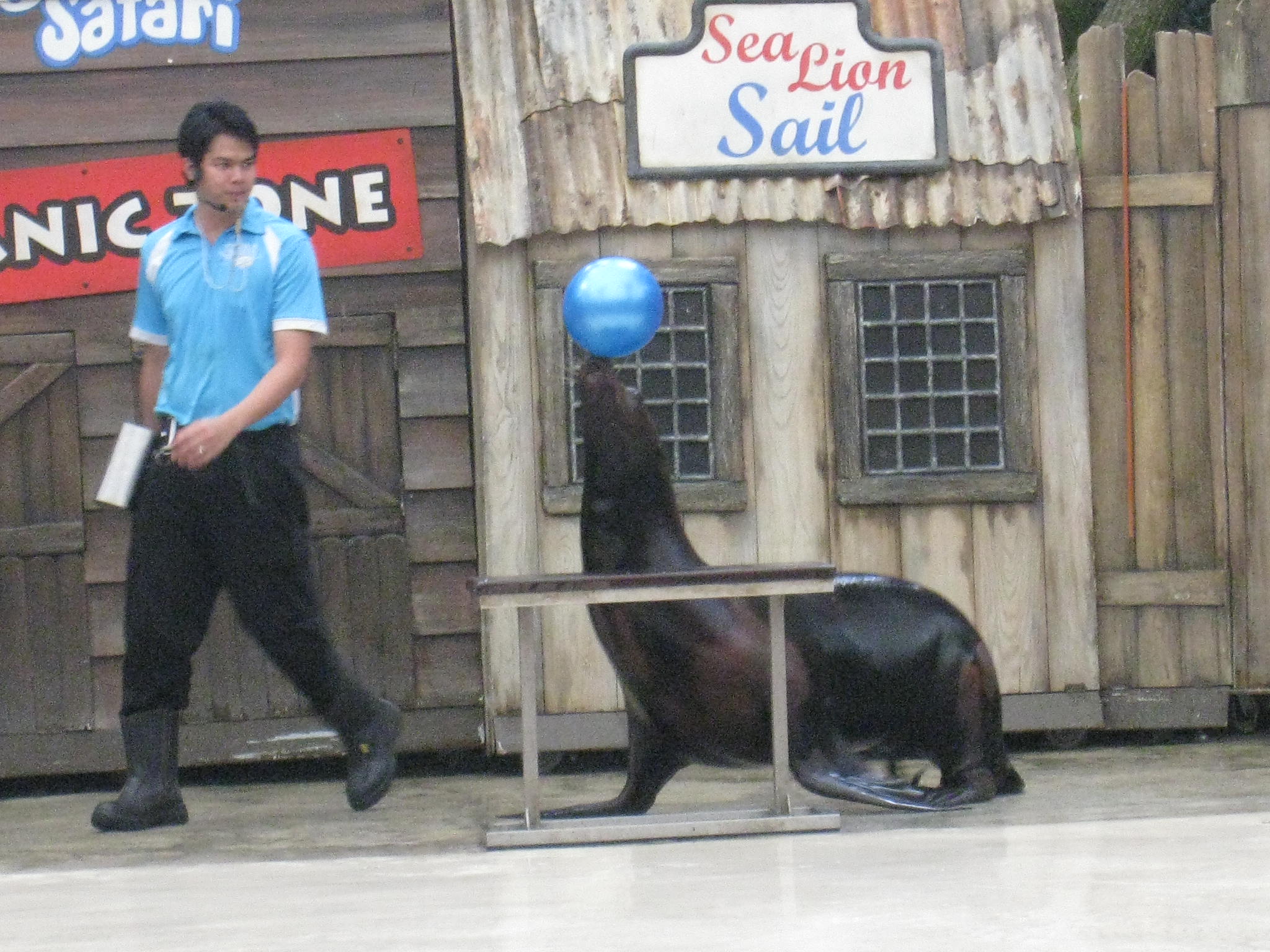 アシカのショー@シンガポール動物園_c0212604_2031452.jpg