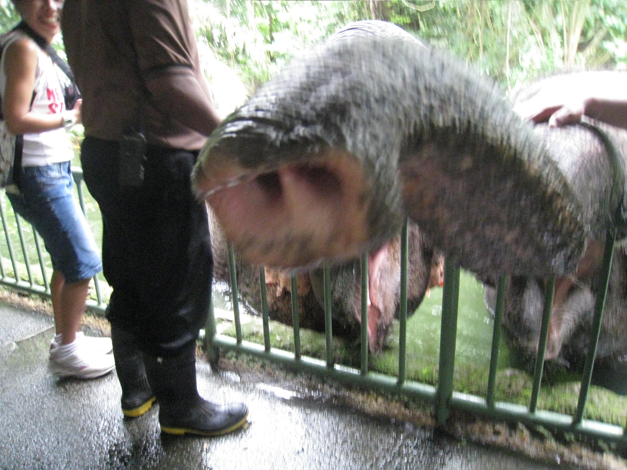 ゾウさんのえさやり@シンガポール動物園_c0212604_7374718.jpg