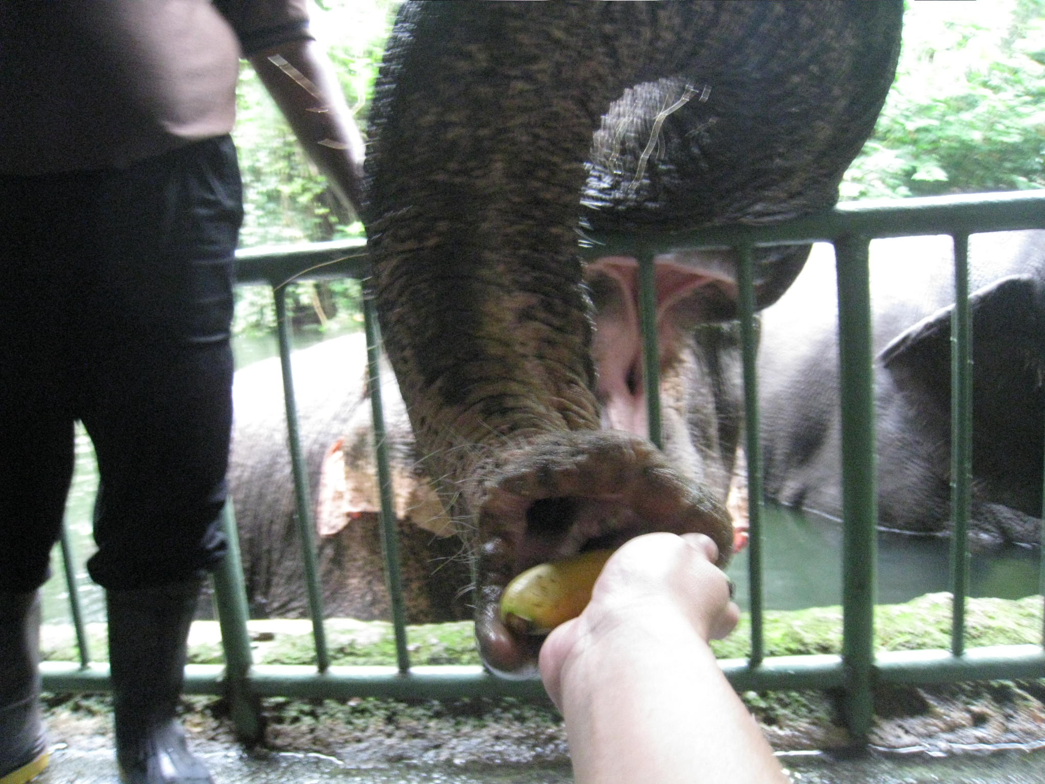 ゾウさんのえさやり@シンガポール動物園_c0212604_7375838.jpg