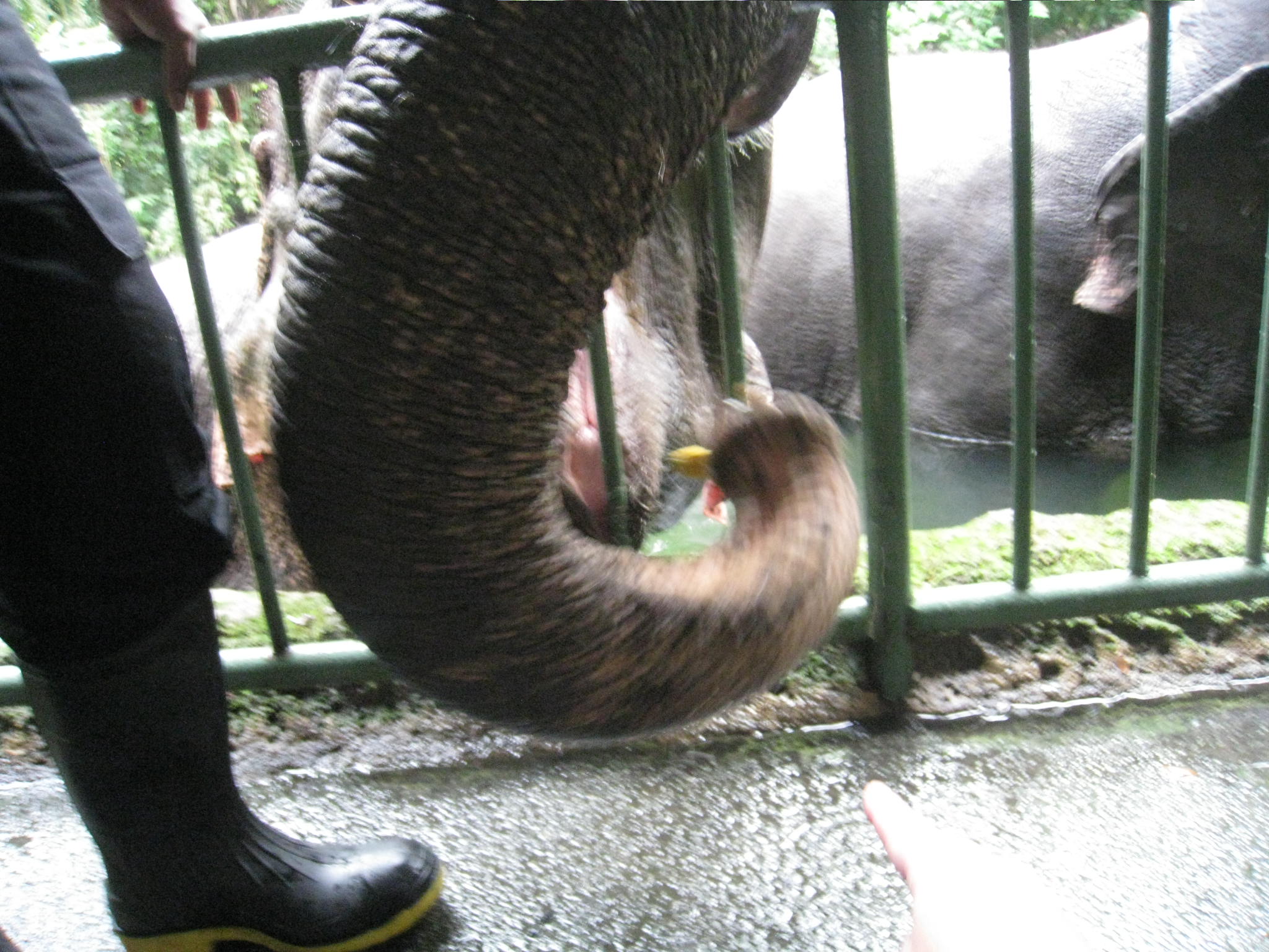 ゾウさんのえさやり@シンガポール動物園_c0212604_7382858.jpg