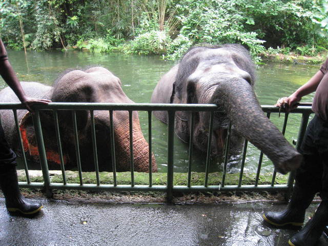 ゾウさんのえさやり@シンガポール動物園_c0212604_7385250.jpg