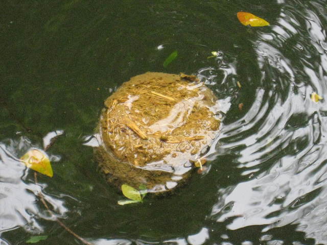 ゾウさんのえさやり@シンガポール動物園_c0212604_748968.jpg