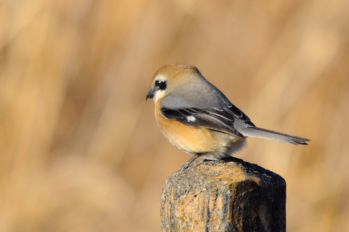 野鳥モズ_a0189912_21141549.jpg